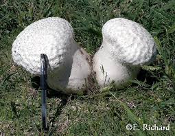Attēlu rezultāti vaicājumam “Calvatia utriformis”