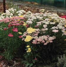 Attēlu rezultāti vaicājumam “Achillea millefolium flower”