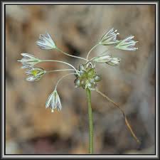 Attēlu rezultāti vaicājumam “Allium oleraceum”