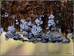 Attēlu rezultāti vaicājumam “Badhamia utricularis young”