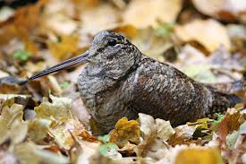 Attēlu rezultāti vaicājumam “Scolopax rusticola nest”