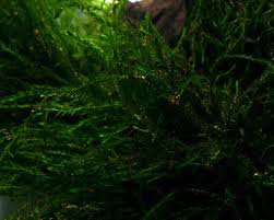 Attēlu rezultāti vaicājumam “Fontinalis antipyretica subsp. gracilis”