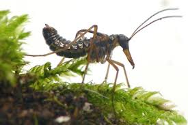 Attēlu rezultāti vaicājumam “Boreus”