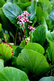 Attēlu rezultāti vaicājumam “Bergenia crassifolia”