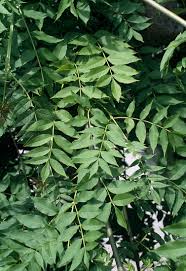 Attēlu rezultāti vaicājumam “Fraxinus excelsior Pendula”