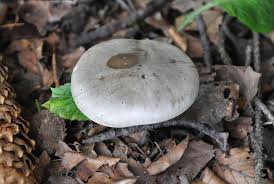 Attēlu rezultāti vaicājumam “Clitocybe nebularis”