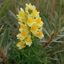 Image result for Linaria vulgaris