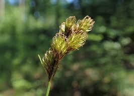 Attēlu rezultāti vaicājumam “Carex leporina”