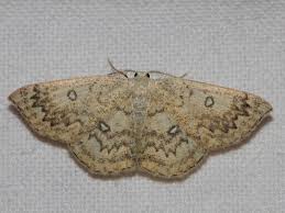 Attēlu rezultāti vaicājumam “Cyclophora pendularia”