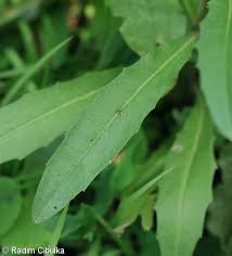 Attēlu rezultāti vaicājumam “Erysimum hieracifolium leaf”
