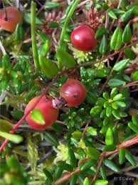 Attēlu rezultāti vaicājumam “Oxycoccus microcarpus”