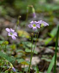 Attēlu rezultāti vaicājumam “Oxalis acetosella flower”