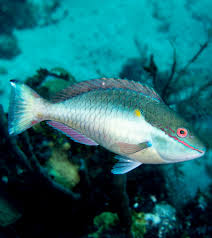 Image result for Sparisoma aurofrenatum