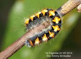 Attēlu rezultāti vaicājumam “Lasiocampa quercus imago”