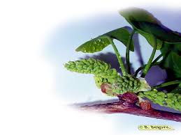 Attēlu rezultāti vaicājumam “Ginkgo biloba female flower”