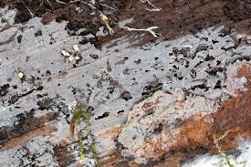 Attēlu rezultāti vaicājumam “Basidiodendron”