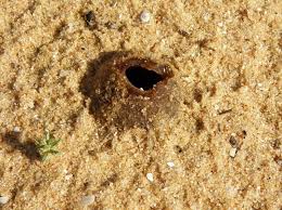 Attēlu rezultāti vaicājumam “Peziza ammophila”