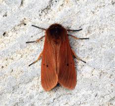 Attēlu rezultāti vaicājumam “Phragmatobia fuliginosa”