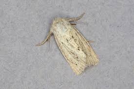 Attēlu rezultāti vaicājumam “Chortodes fluxa”