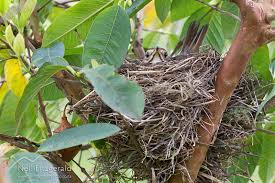 Attēlu rezultāti vaicājumam “Turdus philomelos nest”