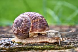 Attēlu rezultāti vaicājumam “Helix pomatia”