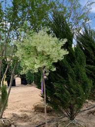 Attēlu rezultāti vaicājumam “Chionanthus virginicus”