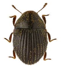 Attēlu rezultāti vaicājumam “Byrrhidae”