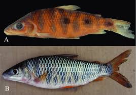 Attēlu rezultāti vaicājumam “Inonotus leporinus”