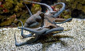 Image result for Octopus vulgaris