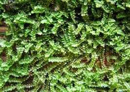 Attēlu rezultāti vaicājumam “Calypogeia neesiana”