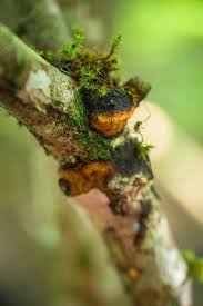 Attēlu rezultāti vaicājumam “Dichomitus campestris”