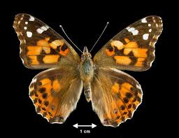 Attēlu rezultāti vaicājumam “Vanessa cardui underside”