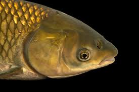 Image result for Mylopharyngodon piceus