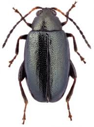 Attēlu rezultāti vaicājumam “Alticinae”