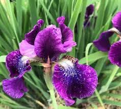 Attēlu rezultāti vaicājumam “Iris sibirica flower”