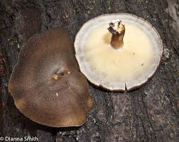 Attēlu rezultāti vaicājumam “Polyporus brumalis”