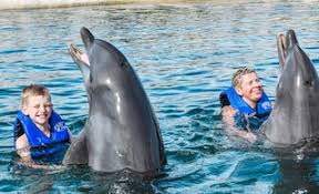 Image result for Adventure Dolphin