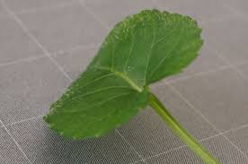 Attēlu rezultāti vaicājumam “Viola reichenbachiana leaf”