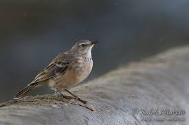 Image result for Anthus spinoletta