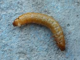 Attēlu rezultāti vaicājumam “Elateridae larva”