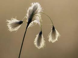 Attēlu rezultāti vaicājumam “Eriophorum angustifolium”