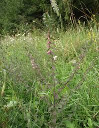 Attēlu rezultāti vaicājumam “Odontites vulgaris flower”