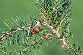 Attēlu rezultāti vaicājumam “Sacchiphantes abietis”