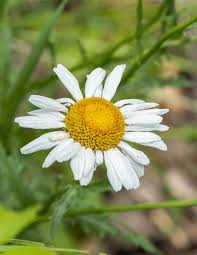 Attēlu rezultāti vaicājumam “Leucanthemum vulgare flower”