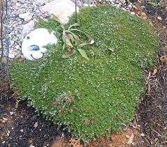 Attēlu rezultāti vaicājumam “Herniaria glabra”