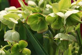 Image result for Nieswurz