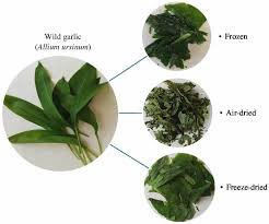 Attēlu rezultāti vaicājumam “Allium ursinum leaf”