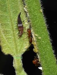Attēlu rezultāti vaicājumam “Caliroa annulipes larva”