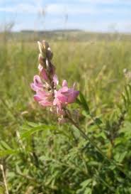 Attēlu rezultāti vaicājumam “Onobrychis arenaria leaf”