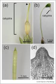 Attēlu rezultāti vaicājumam “Pleurocarpous mosses sporophyte”